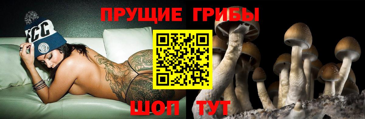 Псилоцибиновые грибы Psilocybe Ростов-на-Дону